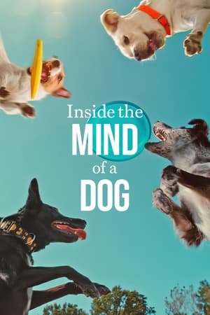 Inside the Mind of a Dog 2024 Hindi Dual Audio – 720p – - Movierulz